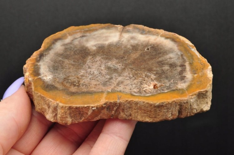 * SKAMIENIAŁE DREWNO PLASTER ZJAWISKOWY WZÓR DOBRZE ZACHOWANY OKAZ NR 1 *