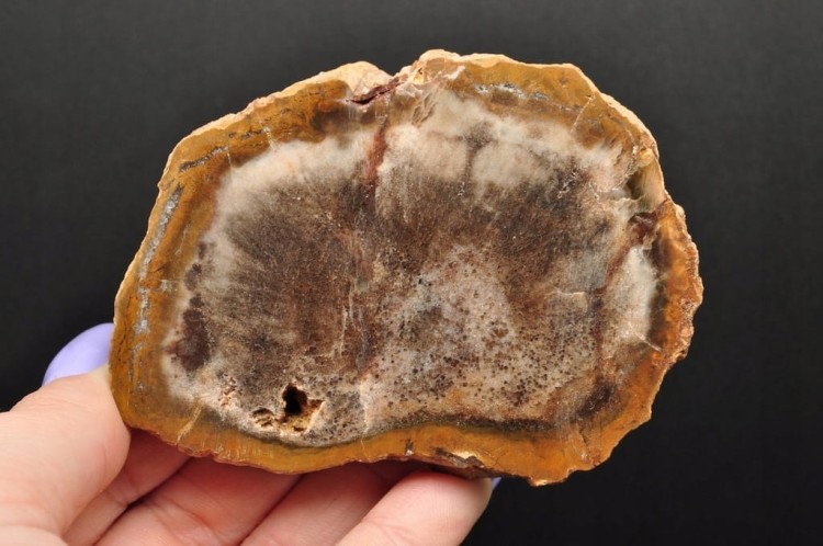 * SKAMIENIAŁE DREWNO PLASTER ZJAWISKOWY WZÓR DOBRZE ZACHOWANY OKAZ NR 1 *