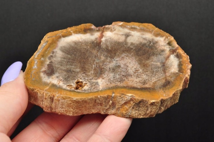 * SKAMIENIAŁE DREWNO PLASTER ZJAWISKOWY WZÓR DOBRZE ZACHOWANY OKAZ NR 1 *