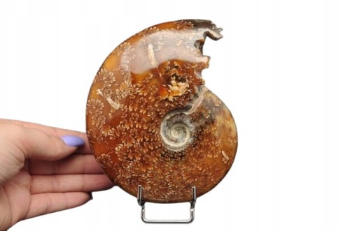 * AMONIT MADAGASKAR CAŁA SKAMIENIAŁOŚĆ DOSKONAŁA DO KOLEKCJI NR 1 *