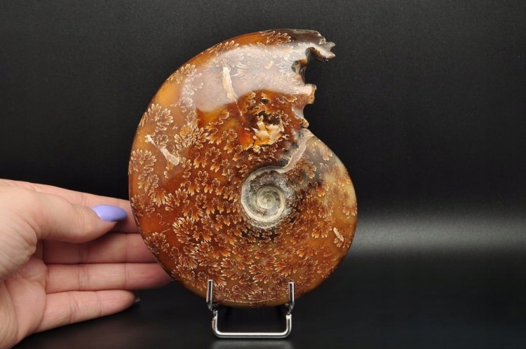 * AMONIT MADAGASKAR CAŁA SKAMIENIAŁOŚĆ DOSKONAŁA DO KOLEKCJI NR 1 *