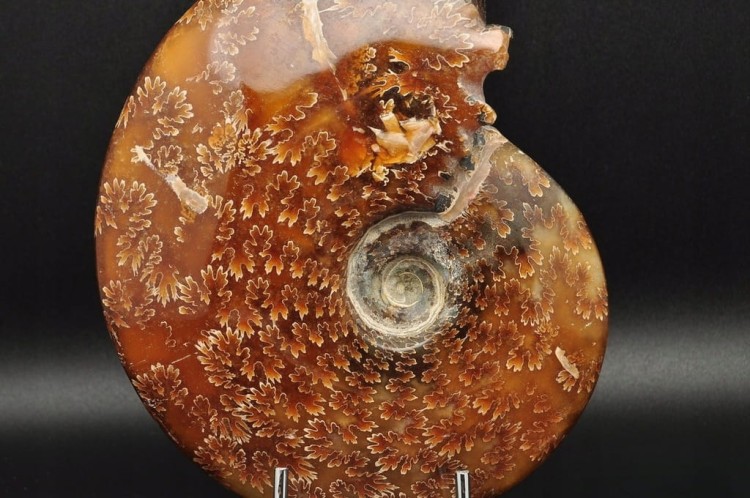 * AMONIT MADAGASKAR CAŁA SKAMIENIAŁOŚĆ DOSKONAŁA DO KOLEKCJI NR 1 *