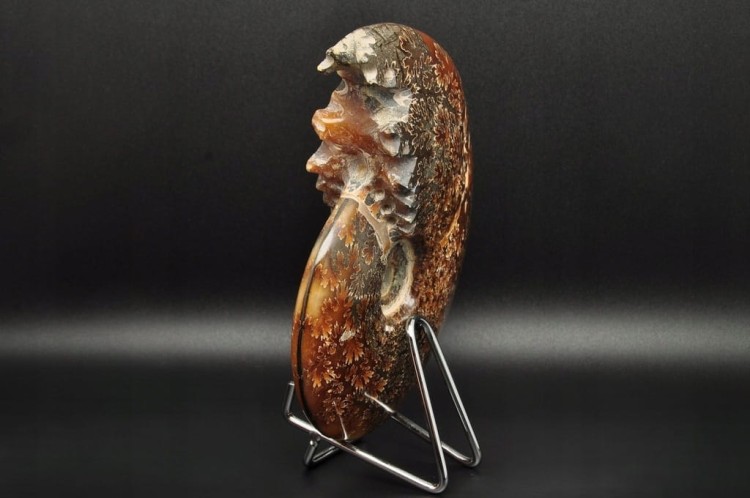 * AMONIT MADAGASKAR CAŁA SKAMIENIAŁOŚĆ DOSKONAŁA DO KOLEKCJI NR 1 *