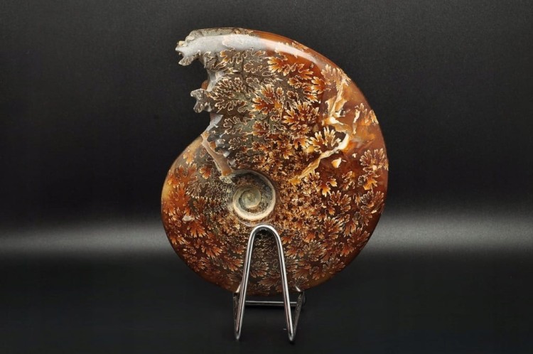 * AMONIT MADAGASKAR CAŁA SKAMIENIAŁOŚĆ DOSKONAŁA DO KOLEKCJI NR 1 *