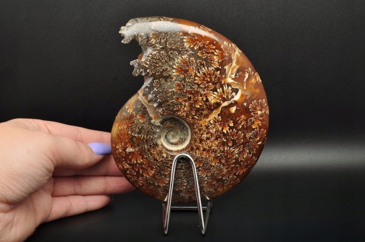 * AMONIT MADAGASKAR CAŁA SKAMIENIAŁOŚĆ DOSKONAŁA DO KOLEKCJI NR 1 *