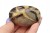 * SEPTARIA MADAGASKAR NATURALNY KAMIEŃ INTERESUJĄCY KSZTAŁT OKAZ NR GS03