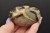 * SEPTARIA MADAGASKAR NATURALNY KAMIEŃ INTERESUJĄCY KSZTAŁT OKAZ NR GS03