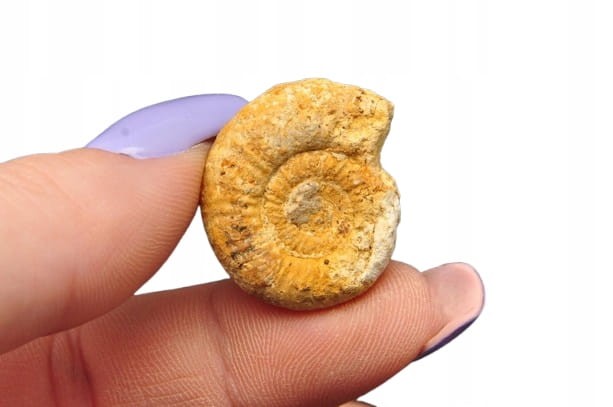 * AMONIT MACROCEPHALITES POLSKA PRAWDZIWA SKAMIENIAŁOŚĆ NR 1 *