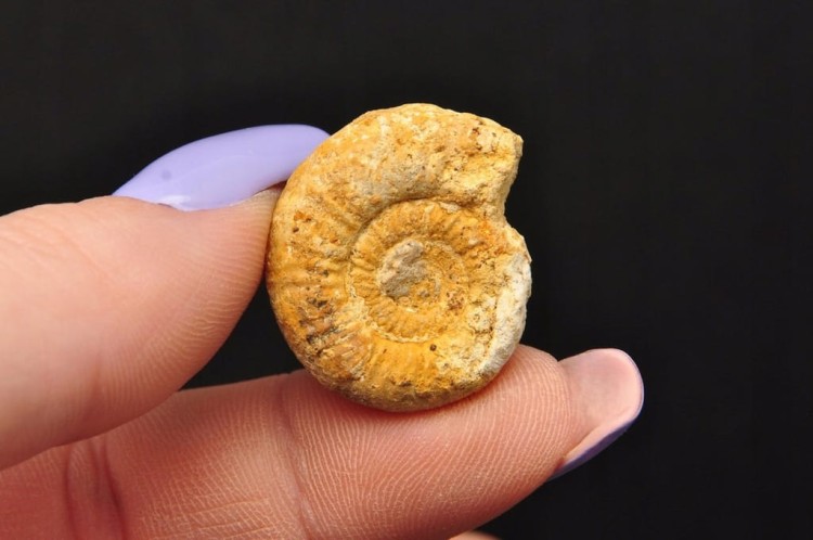 * AMONIT MACROCEPHALITES POLSKA PRAWDZIWA SKAMIENIAŁOŚĆ NR 1 *