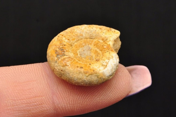 * AMONIT MACROCEPHALITES POLSKA PRAWDZIWA SKAMIENIAŁOŚĆ NR 1 *