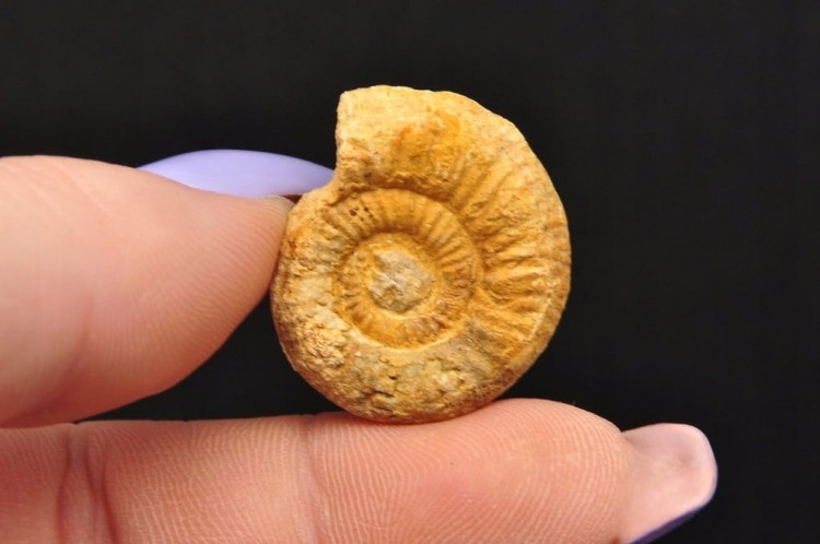 * AMONIT MACROCEPHALITES POLSKA PRAWDZIWA SKAMIENIAŁOŚĆ NR 1 *