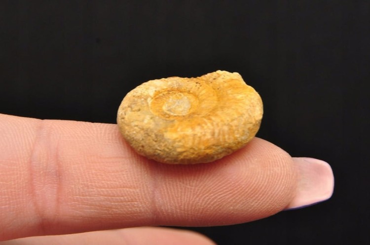 * AMONIT MACROCEPHALITES POLSKA PRAWDZIWA SKAMIENIAŁOŚĆ NR 1 *