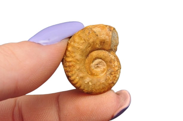 * AMONIT MACROCEPHALITES POLSKA SUROWA SKAMIELINA JAKO OZDOBA NR 4 *