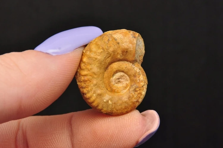 * AMONIT MACROCEPHALITES POLSKA SUROWA SKAMIELINA JAKO OZDOBA NR 4 *