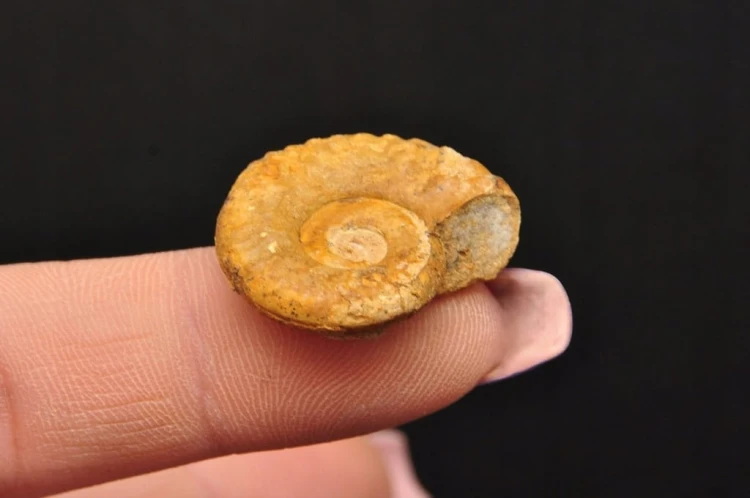 * AMONIT MACROCEPHALITES POLSKA SUROWA SKAMIELINA JAKO OZDOBA NR 4 *