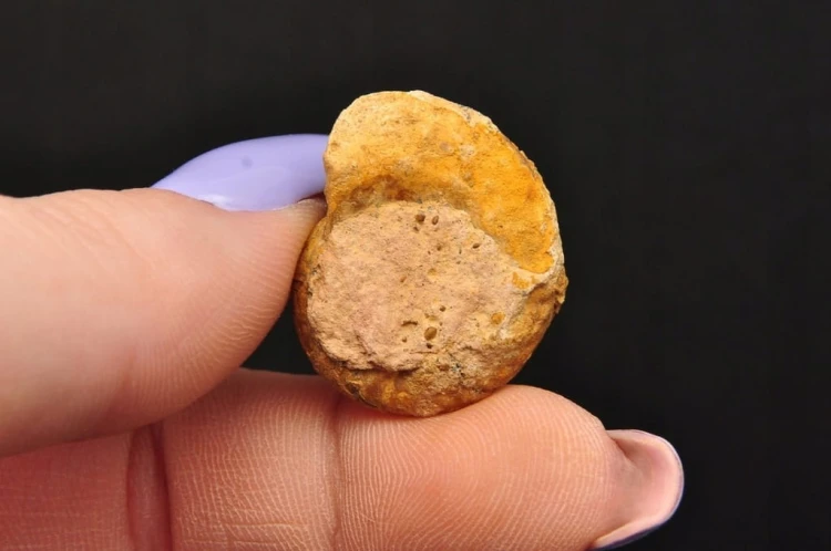 * AMONIT MACROCEPHALITES POLSKA SUROWA SKAMIELINA JAKO OZDOBA NR 4 *