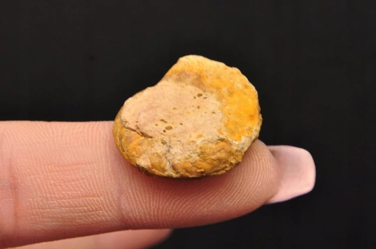 * AMONIT MACROCEPHALITES POLSKA SUROWA SKAMIELINA JAKO OZDOBA NR 4 *