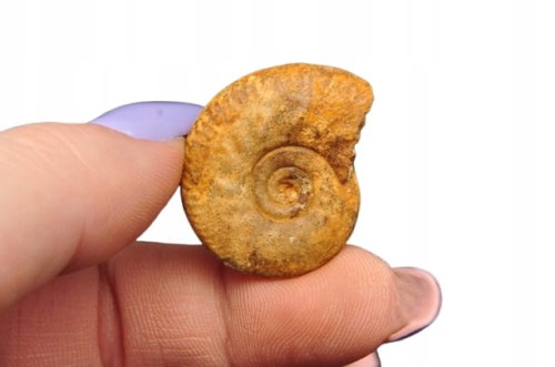 * AMONIT MACROCEPHALITES POLSKA ZJAWISKOWY OKAZ JAKO DEKORACJA NR 5 *