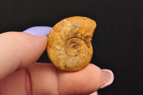 * AMONIT MACROCEPHALITES POLSKA ZJAWISKOWY OKAZ JAKO DEKORACJA NR 5 *