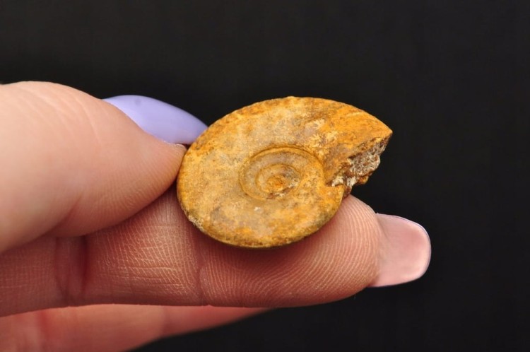 * AMONIT MACROCEPHALITES POLSKA ZJAWISKOWY OKAZ JAKO DEKORACJA NR 5 *