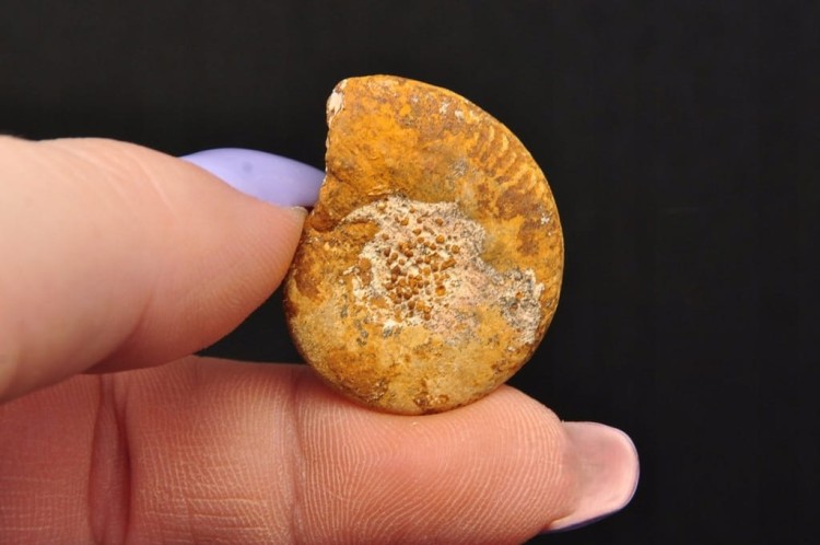 * AMONIT MACROCEPHALITES POLSKA ZJAWISKOWY OKAZ JAKO DEKORACJA NR 5 *