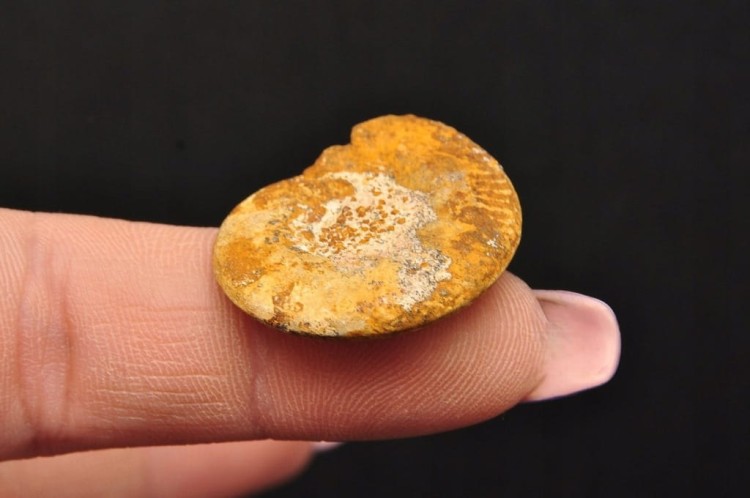 * AMONIT MACROCEPHALITES POLSKA ZJAWISKOWY OKAZ JAKO DEKORACJA NR 5 *