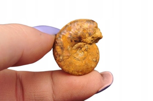 * AMONIT MACROCEPHALITES POLSKA CUDOWNA SKAMIELINA PIĘKNY KOLOR NR 8 *