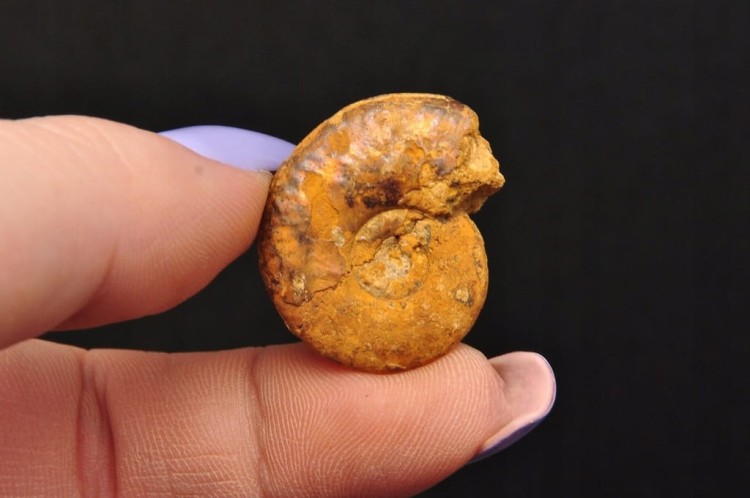 * AMONIT MACROCEPHALITES POLSKA CUDOWNA SKAMIELINA PIĘKNY KOLOR NR 8 *