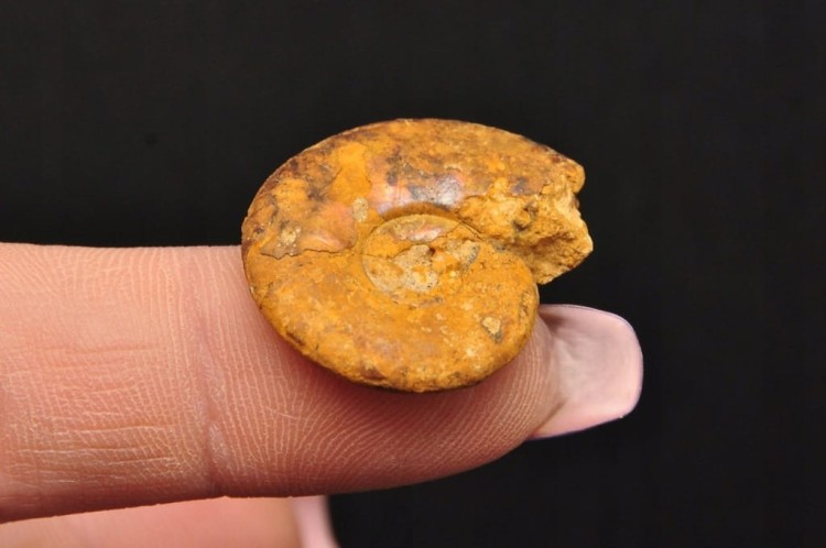 * AMONIT MACROCEPHALITES POLSKA CUDOWNA SKAMIELINA PIĘKNY KOLOR NR 8 *