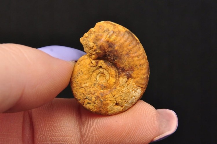 * AMONIT MACROCEPHALITES POLSKA CUDOWNA SKAMIELINA PIĘKNY KOLOR NR 8 *