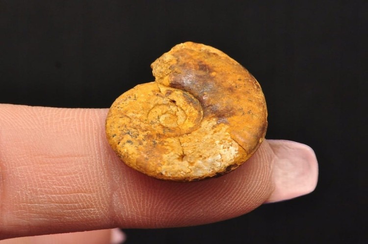 * AMONIT MACROCEPHALITES POLSKA CUDOWNA SKAMIELINA PIĘKNY KOLOR NR 8 *