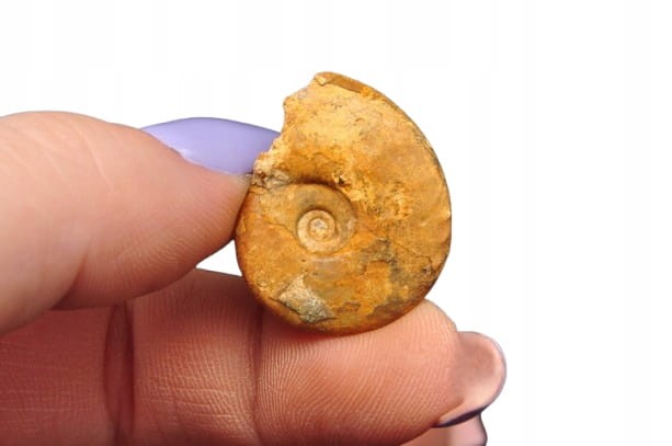 * AMONIT MACROCEPHALITES POLSKA ORYGINALNA MAŁA SKAMIELINA NR 9 *