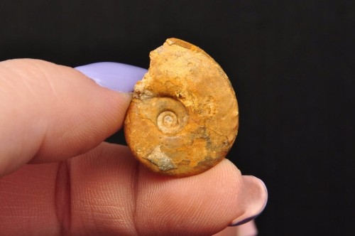 * AMONIT MACROCEPHALITES POLSKA ORYGINALNA MAŁA SKAMIELINA NR 9 *