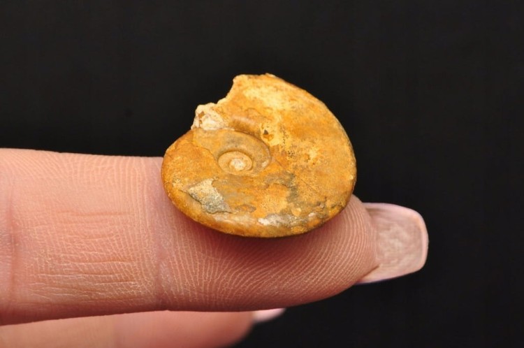 * AMONIT MACROCEPHALITES POLSKA ORYGINALNA MAŁA SKAMIELINA NR 9 *