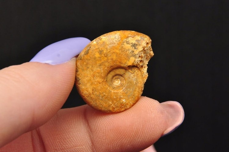 * AMONIT MACROCEPHALITES POLSKA ORYGINALNA MAŁA SKAMIELINA NR 9 *