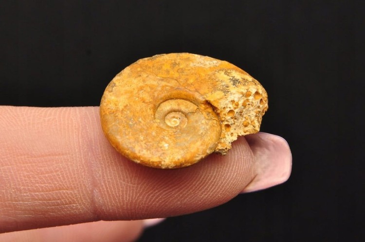 * AMONIT MACROCEPHALITES POLSKA ORYGINALNA MAŁA SKAMIELINA NR 9 *