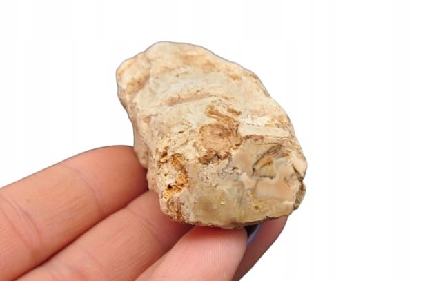 * SKAMIENIAŁE DREWNO PIENIEK DOSKONAŁY OKAZ JAKO DEKORACJA NR DPI03 *