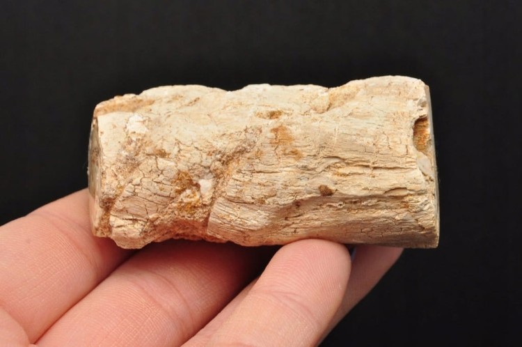 * SKAMIENIAŁE DREWNO PIENIEK DOSKONAŁY OKAZ JAKO DEKORACJA NR DPI03 *