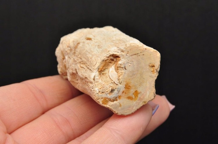 * SKAMIENIAŁE DREWNO PIENIEK DOSKONAŁY OKAZ JAKO DEKORACJA NR DPI03 *