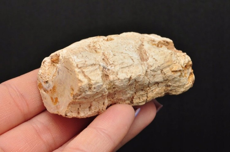 * SKAMIENIAŁE DREWNO PIENIEK DOSKONAŁY OKAZ JAKO DEKORACJA NR DPI03 *