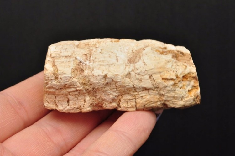 * SKAMIENIAŁE DREWNO PIENIEK DOSKONAŁY OKAZ JAKO DEKORACJA NR DPI03 *