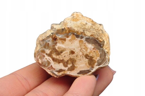 * SKAMIENIAŁE DREWNO PIENIEK IDEALNY OKAZ DO KOLEKCJI SUROWY NR DPI08 *