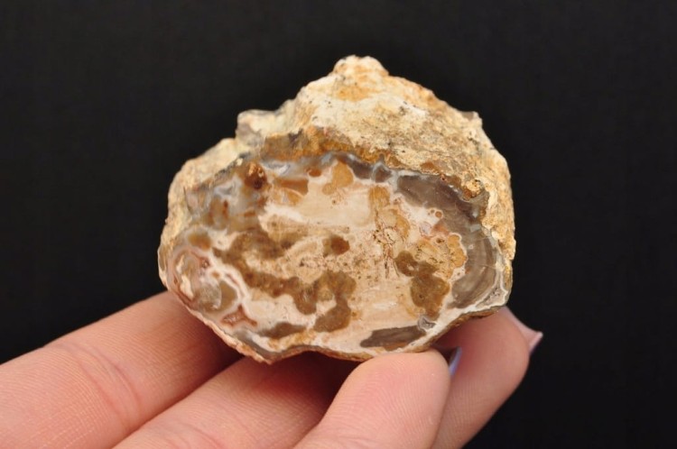 * SKAMIENIAŁE DREWNO PIENIEK IDEALNY OKAZ DO KOLEKCJI SUROWY NR DPI08 *