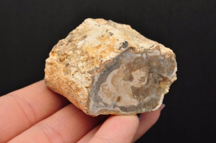 * SKAMIENIAŁE DREWNO PIENIEK IDEALNY OKAZ DO KOLEKCJI SUROWY NR DPI08 *