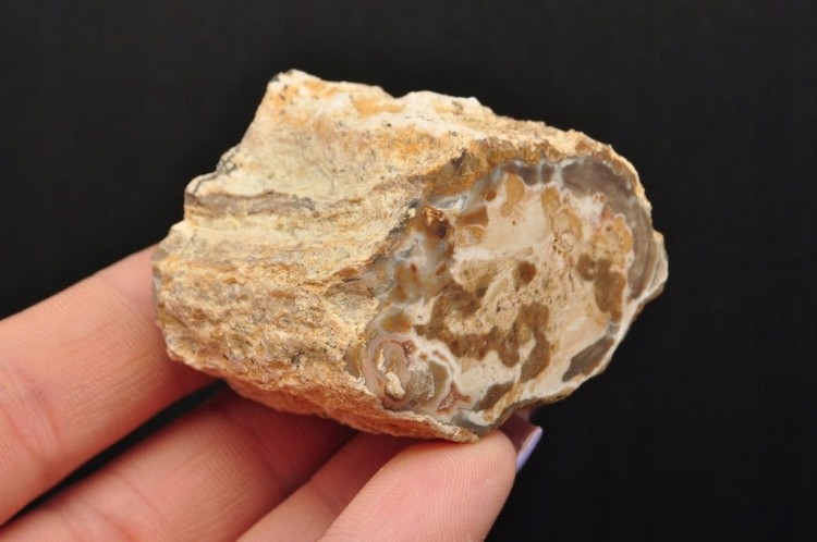 * SKAMIENIAŁE DREWNO PIENIEK IDEALNY OKAZ DO KOLEKCJI SUROWY NR DPI08 *