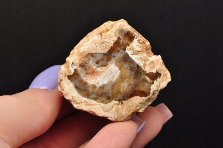 * SKAMIENIAŁE DREWNO PIENIEK WIELOKOLOROWY OKAZ PIĘKNY ODCIEŃ BRĄZU DPI14 *