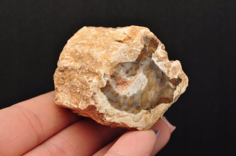 * SKAMIENIAŁE DREWNO PIENIEK WIELOKOLOROWY OKAZ PIĘKNY ODCIEŃ BRĄZU DPI14 *