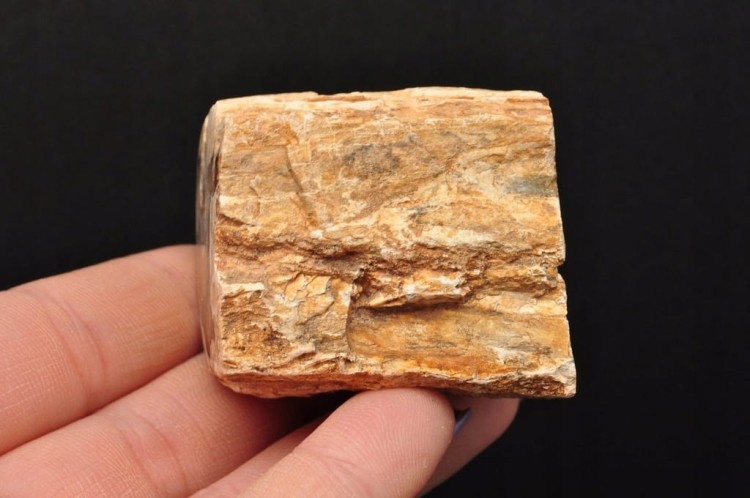 * SKAMIENIAŁE DREWNO PIENIEK WIELOKOLOROWY OKAZ PIĘKNY ODCIEŃ BRĄZU DPI14 *