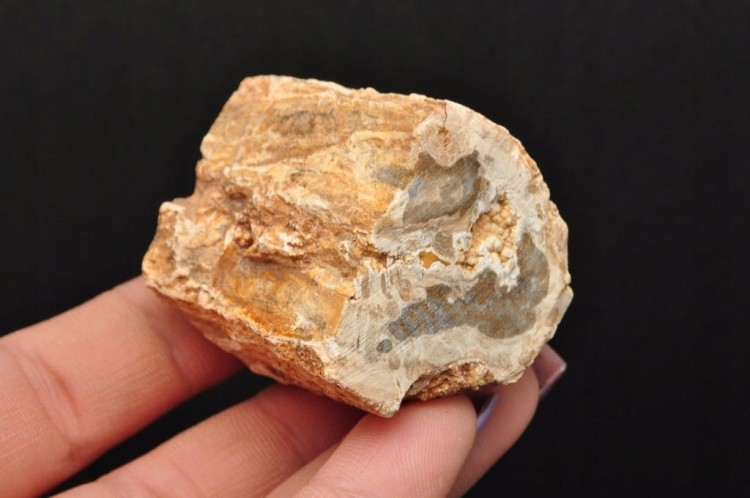 * SKAMIENIAŁE DREWNO PIENIEK WIELOKOLOROWY OKAZ PIĘKNY ODCIEŃ BRĄZU DPI14 *