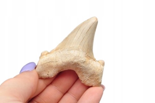 * ZĄB REKINA MAROKO NATURALNA SKAMIENIAŁOŚĆ DOSKONAŁA JAKO PREZENT NR 6 *